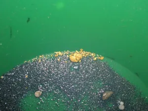 Gold Paydirt 4 LB From Colorado - Unsearched Bags - Pan At Home - Guaranteed Gold